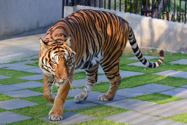 Pequeno tigre — Fotografia de Stock