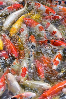 Süslü sazan fishs gölet