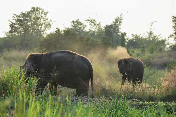 Thai elephants — Stock Photo, Image