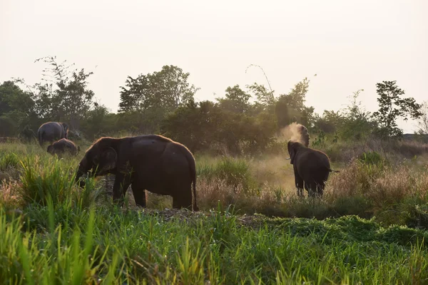 Thai elephants — Stock Photo, Image