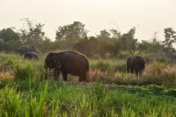 Elefantes tailandeses — Foto de Stock