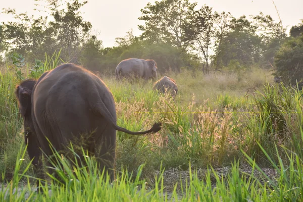 Thai elephants — Stock Photo, Image