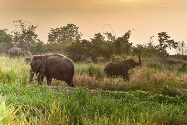 Elefantes tailandeses — Foto de Stock