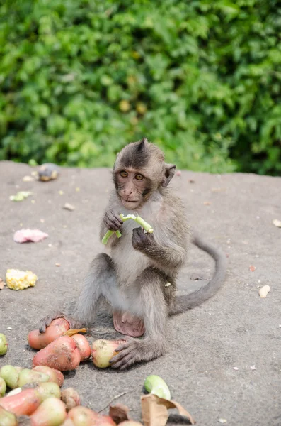 Macaco tailandês está comendo frutas — Fotografia de Stock