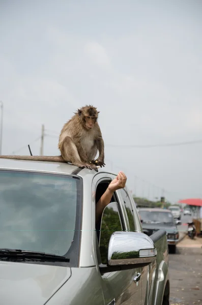 Thailändska apan äter frukter — Stockfoto