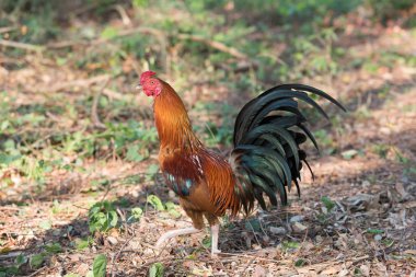 ufak tefek parkta yürüyüş