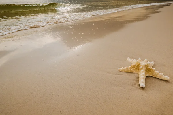 Starfish on the Beach — Stock Photo, Image