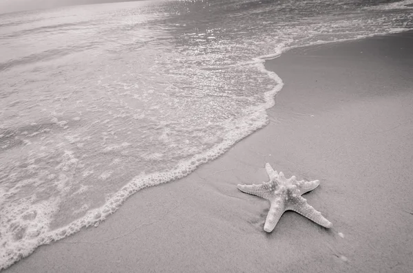 Seestern am Strand — Stockfoto