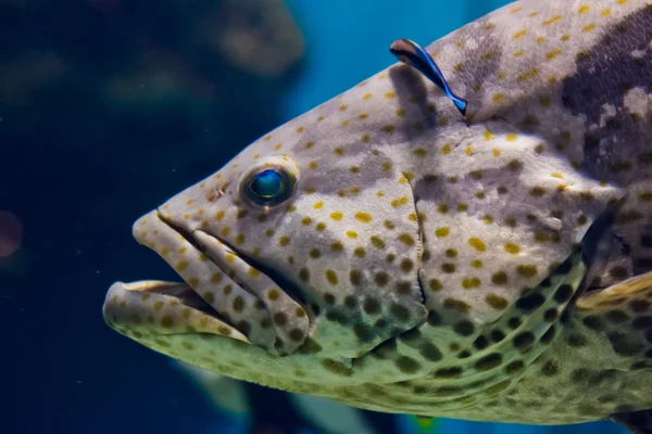 Curioso nassau grouper — Fotografia de Stock