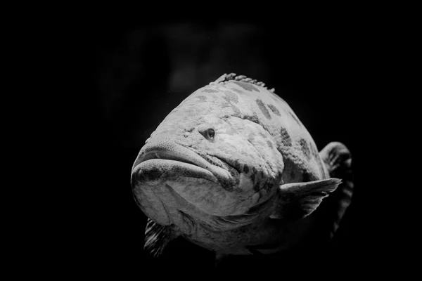 Curioso nassau grouper — Fotografia de Stock