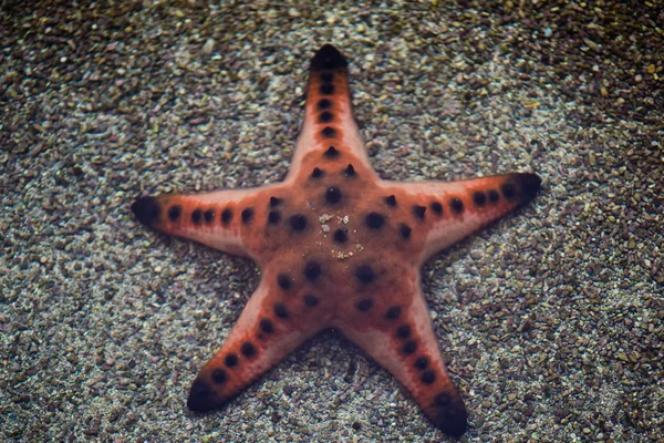 Starfish — Stock Photo, Image