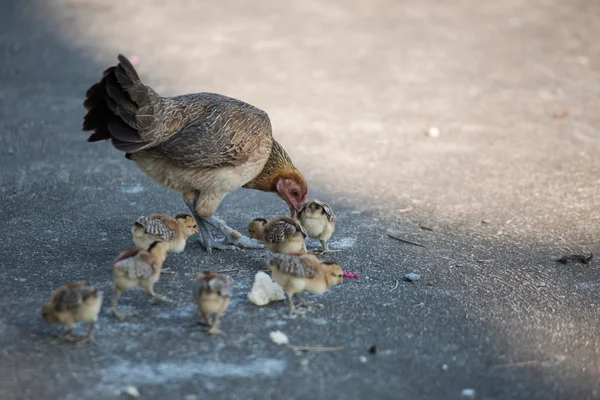 Haustier Bantam Henne mit neugeborenen Hühnern — Stockfoto