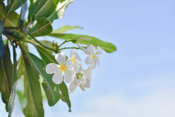 Fehér frangipáni virágok — Stock Fotó