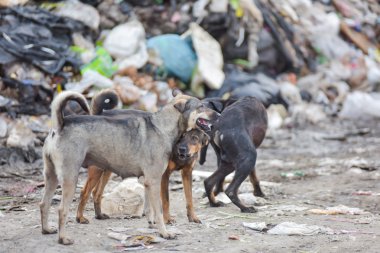 köpek büyük çöp yığın üzerinde