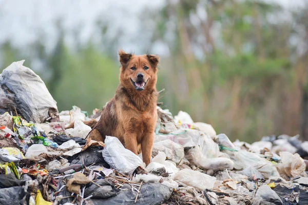 Cão em grande pilha de lixo Imagens Royalty-Free