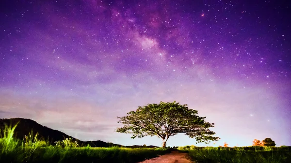 Großer Baum unter Milchstraße — Stockfoto