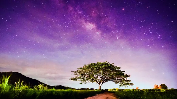 Gran árbol bajo la Vía Láctea Imagen De Stock