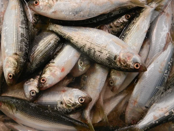 Gruplar os balıklar