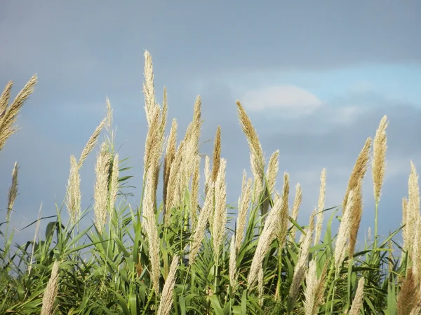 Bitkiler, otlar ve gökyüzü