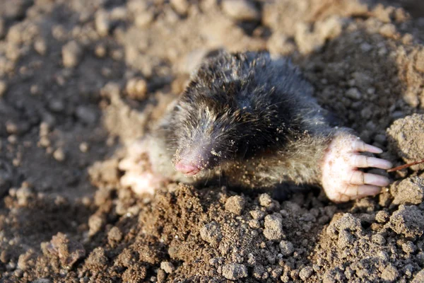 Mole, subterranean lifestyle — Stock Photo, Image