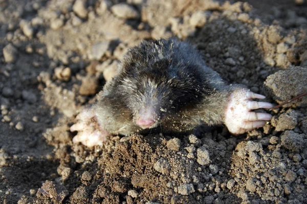 Mole, subterranean lifestyle — Stock Photo, Image