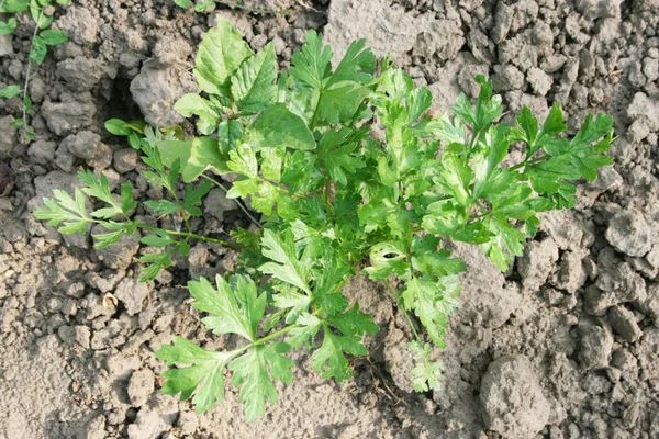 Root parsley — Stock Photo, Image