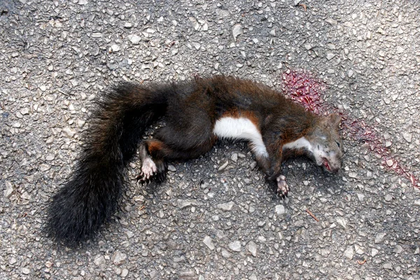 Dead Squirrel — Stock Photo, Image