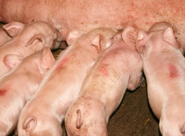 Hungry Piglets — Stock Photo, Image