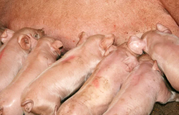 Hungry Piglets — Stock Photo, Image
