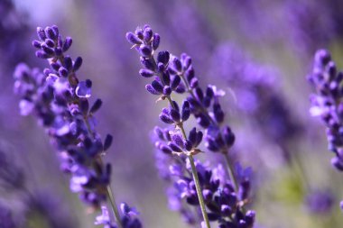 Lavanta tarlası. Lavanta çiçekleri kapatın.