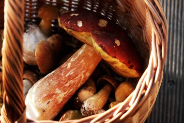 Pişirmeden önce yaban mantarları, kızartma. Mantar ve diğer güzel mantarlar..