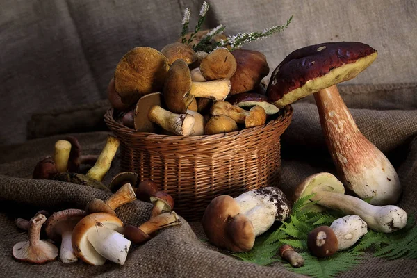 Waldpilze Vor Dem Kochen Braten Pilze Und Andere Gute Pilze — Stockfoto