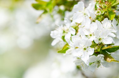 Beyaz kiraz çiçekleri