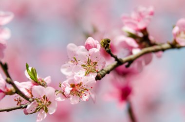 pembe şeftali çiçeği