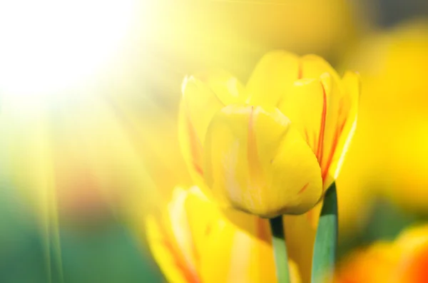 노란 튤립 꽃 — 스톡 사진