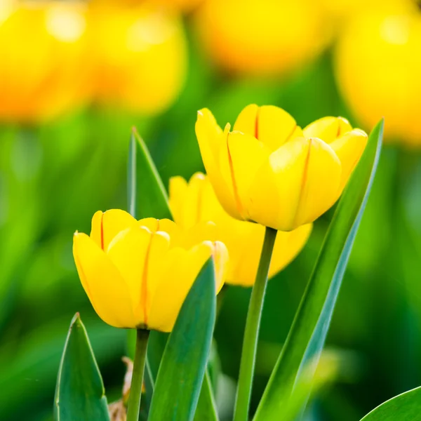Цветы желтого тюльпана — стоковое фото