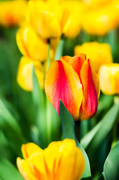 Flores de tulipán amarillo y rojo —  Fotos de Stock