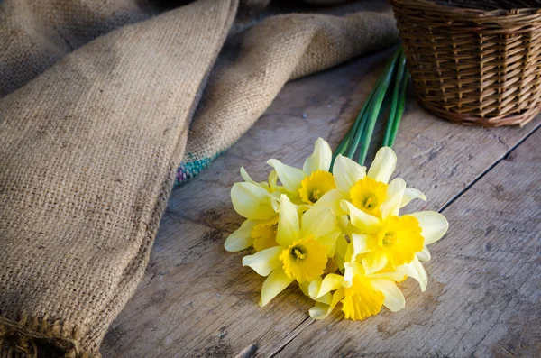 Yellow narcissus flowers — Stock Photo, Image
