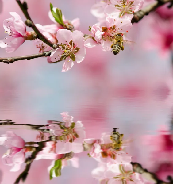 Pink peach blossom — Stock Photo, Image
