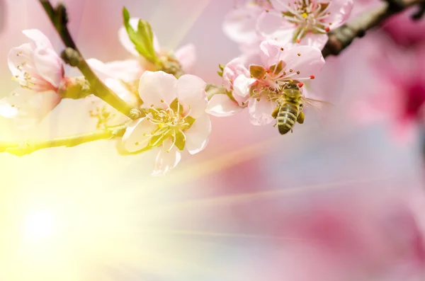 Flor de pêssego rosa — Fotografia de Stock