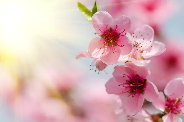 핑크 복숭아의 꽃 — 스톡 사진