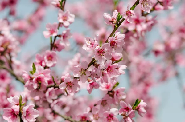 Pink peach blossom — Stock Photo, Image