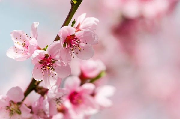 Pink peach blossom — Stock Photo, Image