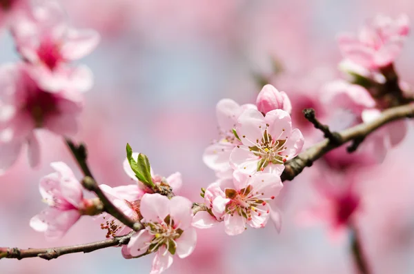 Pink peach blossom — Stock Photo, Image