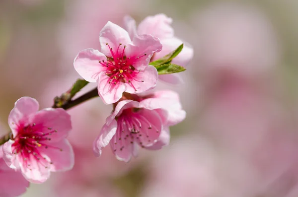 ピンクの桃の花 — ストック写真