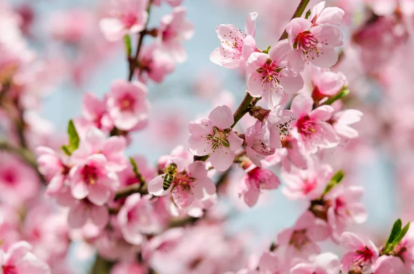 Pink peach blossom — Stock Photo, Image