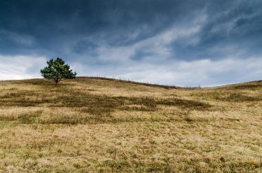 Fırtına alanı ağacında