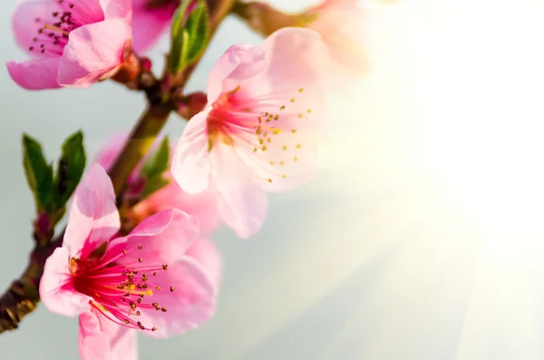 봄에서 복숭아 꽃. — 스톡 사진