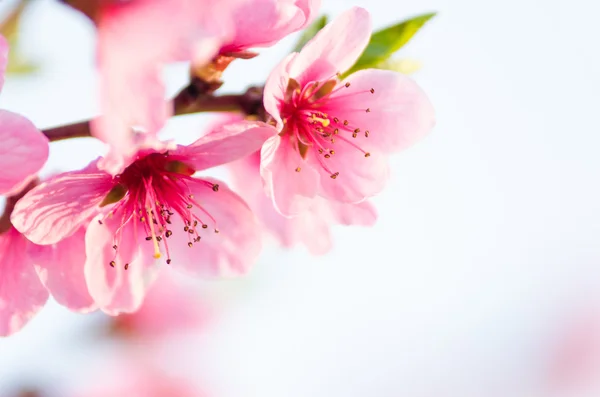 Kwiaty brzoskwini na wiosnę. — Zdjęcie stockowe
