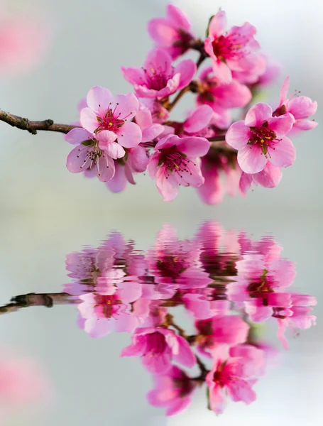 Peach blossoms in spring. — Stock Photo, Image